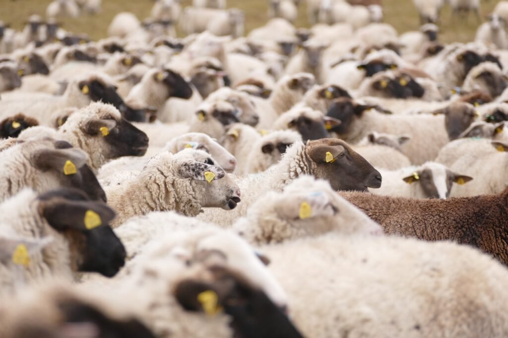 sheeps, animals, mammals, live stock, domestic sheep, ruminant, ungulate, landscape, nature, sheeps, sheeps, sheeps, sheeps, sheeps, live stock, live stock
