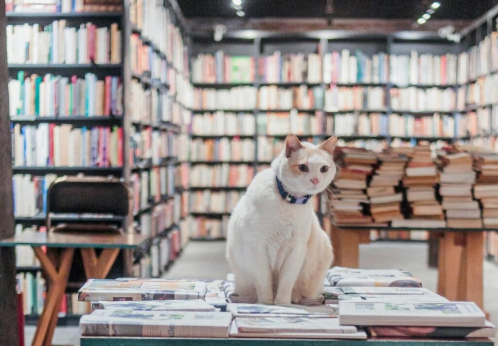 A cute cat sits in a cozy Mexico City bookstore surrounded by shelves of books.